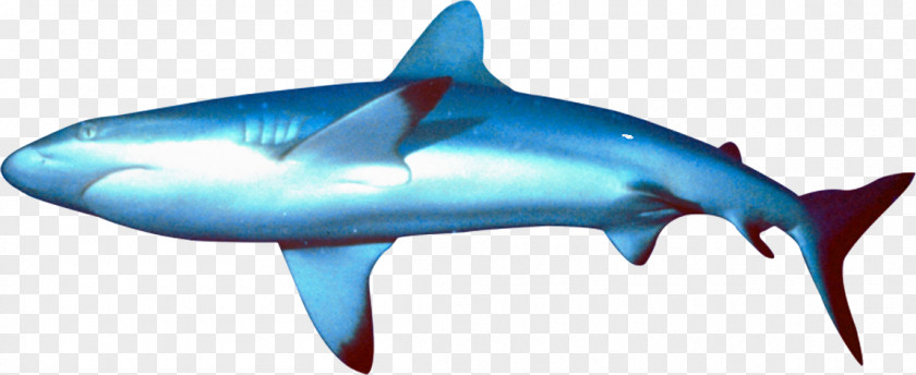 Great White Shark Requiem Ocean Bathyal Zone Marine Biology PNG