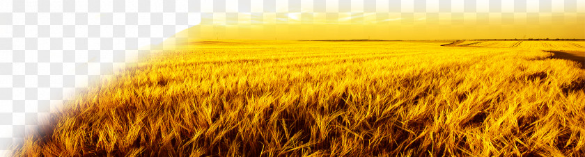 Wheat Field Harvest Autumn PNG