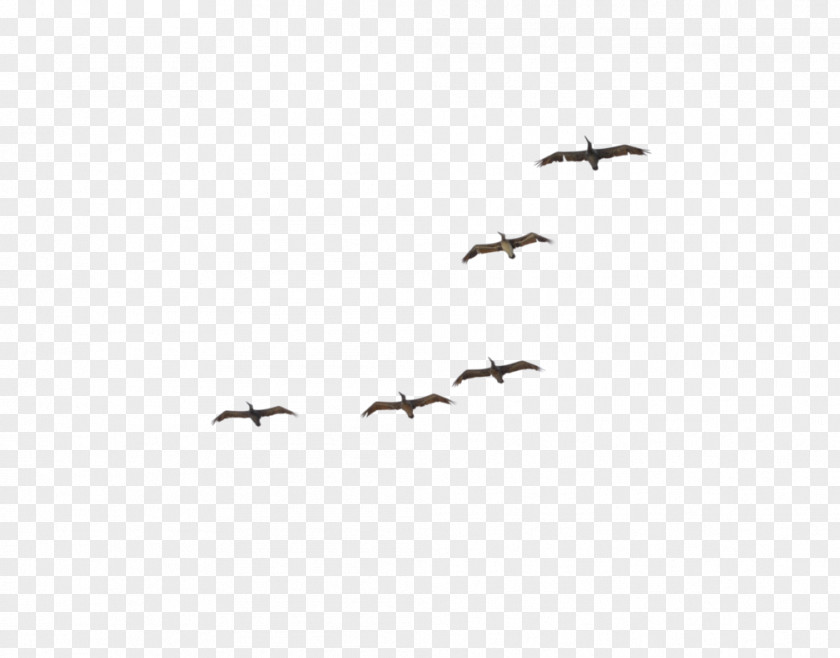Bird Migration Flock Crane Beak PNG