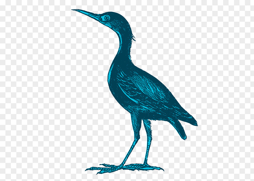 Bird The Heron Restaurant Wader Malayan Night PNG