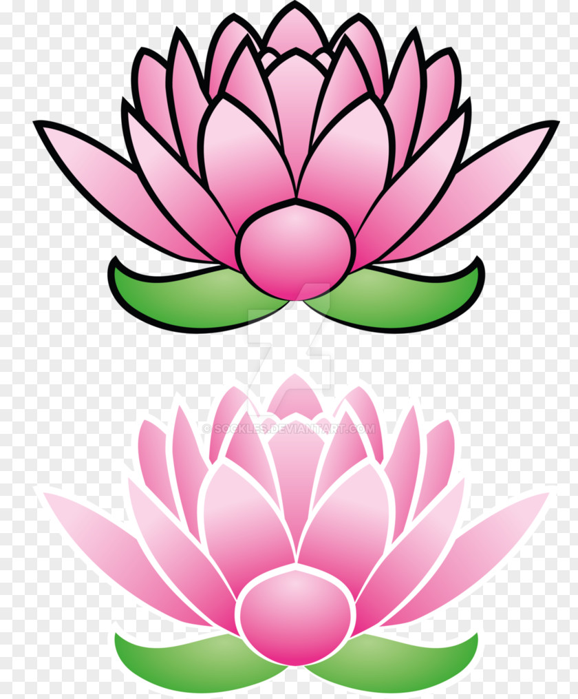 Lotus Cut Flowers Nelumbo Nucifera Petal Plant PNG