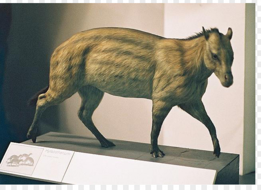 Model Minority Horse Eohippus Eocene Hyracotherium Mesohippus PNG