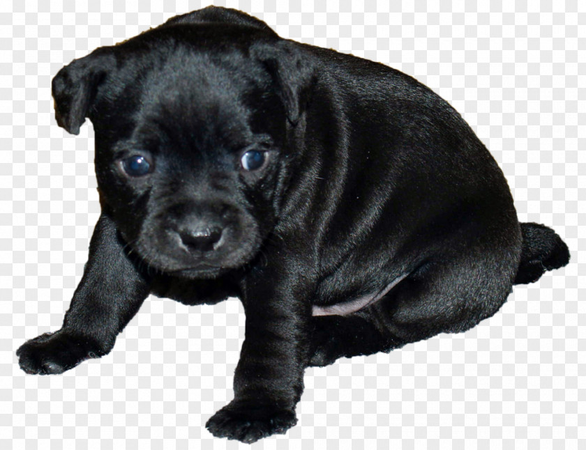 Puppy Dog Breed Patterdale Terrier Staffordshire Bull PNG
