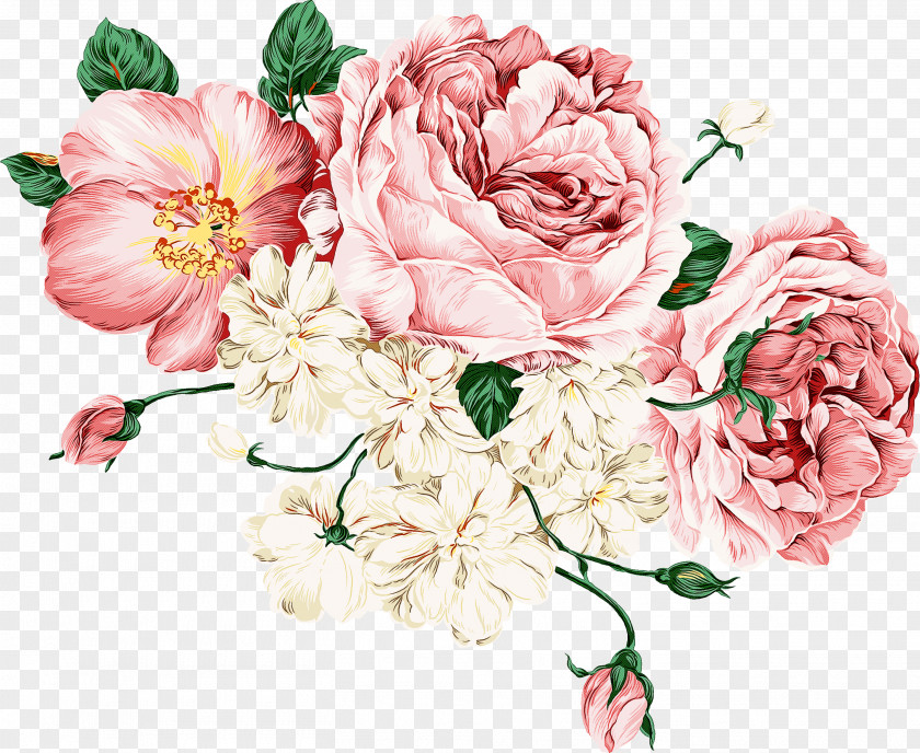 Rose Family Petal Garden Roses PNG