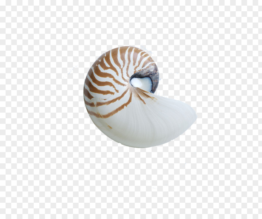 Shell Chambered Nautilus Seashell Sea Snail Nautilidae PNG