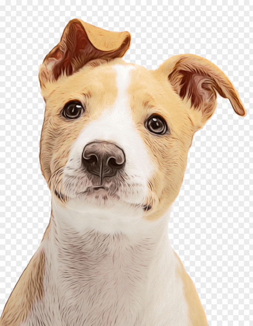 Terrier Whiskers Dog And Cat PNG