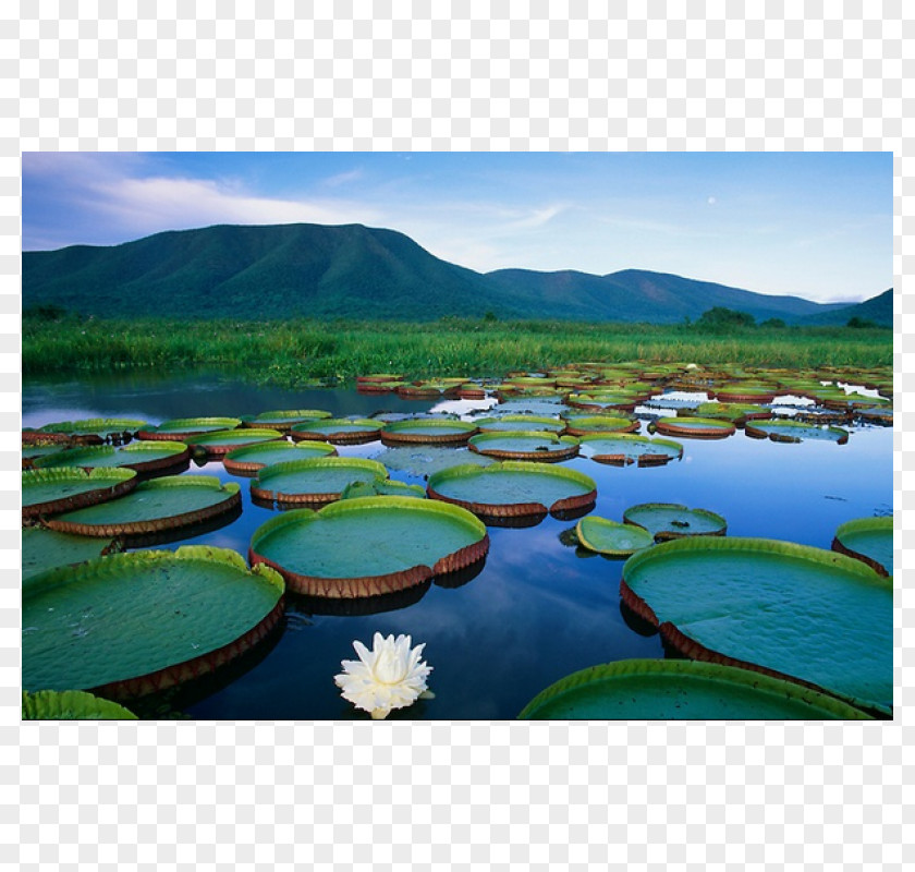 Water Lilies Bonito Pantanal Amazon Rainforest Wetland PNG