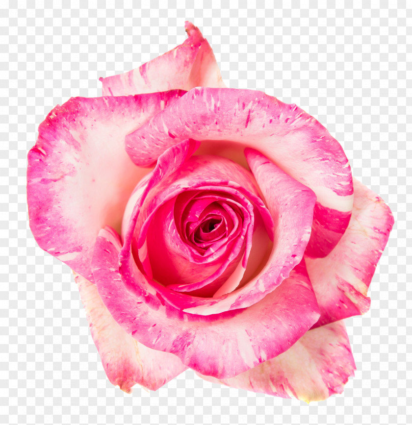 Garden Roses Cabbage Rose Floribunda Flower Bouquet Cut Flowers PNG