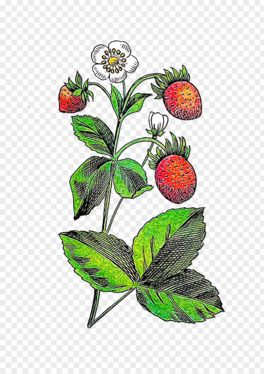 Illustration Floral Design Graphics Flowering Plant PNG