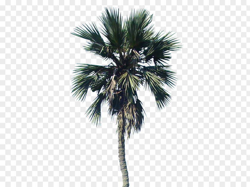 Tree California Palm Dypsis Decaryi Plants PNG