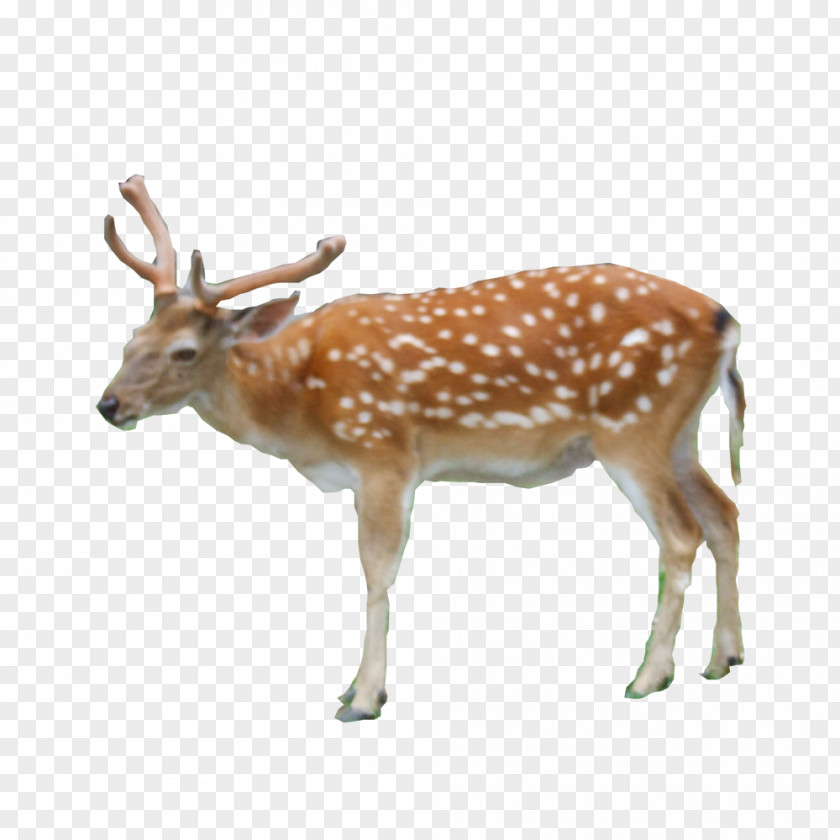 FIG Deer Reindeer Red White-tailed Sika PNG