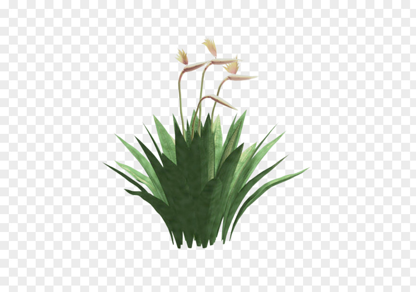 Flower Grasses Flowerpot Plant Stem Family PNG