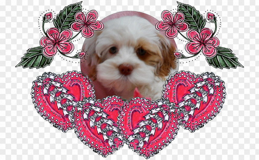 Puppy Cockapoo Shih Tzu Cavachon Dog Breed PNG