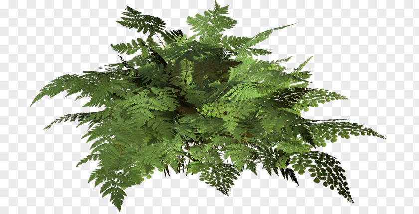 Tropical Foliage Fern Leaf PNG