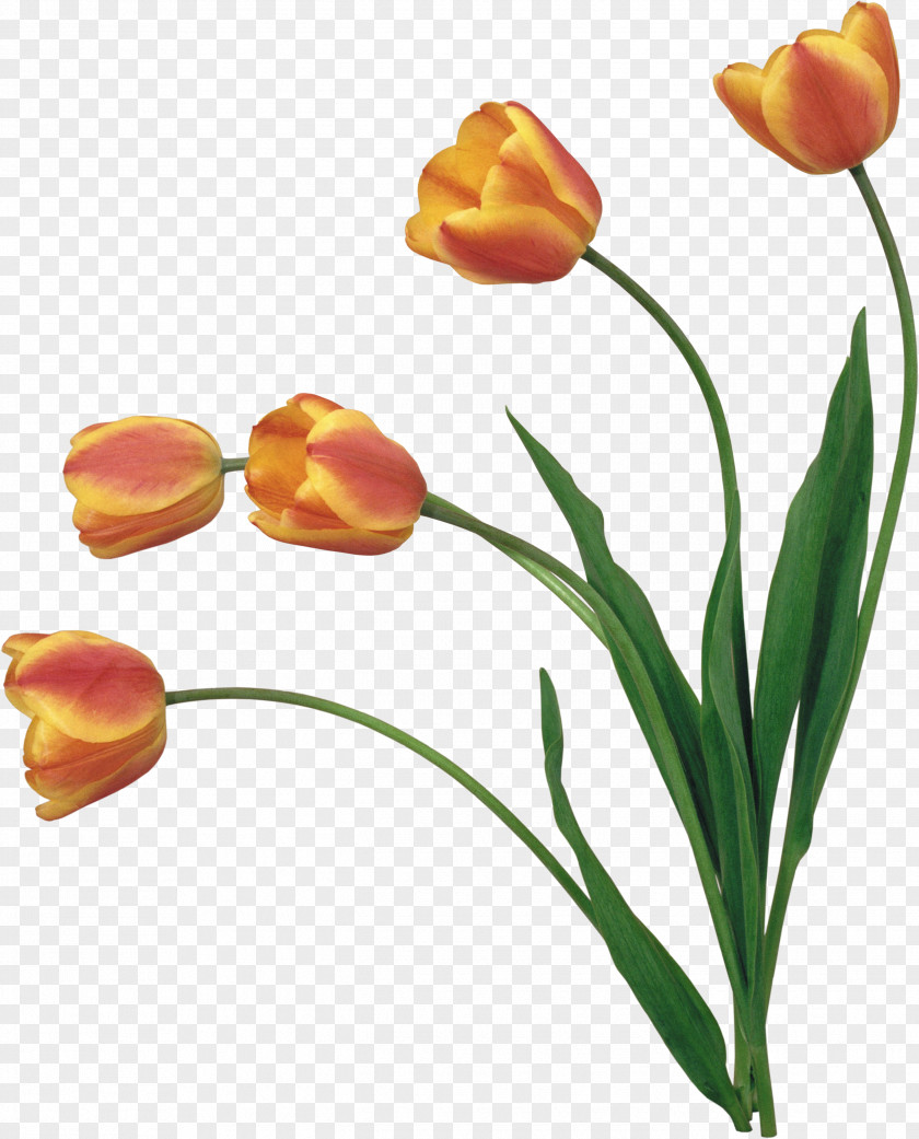 Tulip YouTube Flower Clip Art PNG