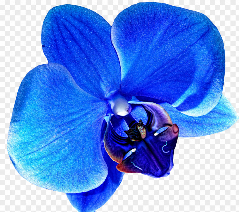 Blue Flower Orchids Clip Art PNG