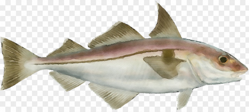 Bonyfish Fin Fish Products Haddock Cod PNG