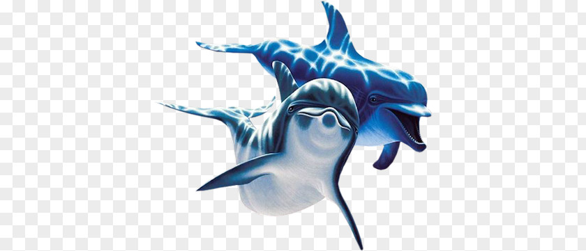 Dolphin PNG clipart PNG