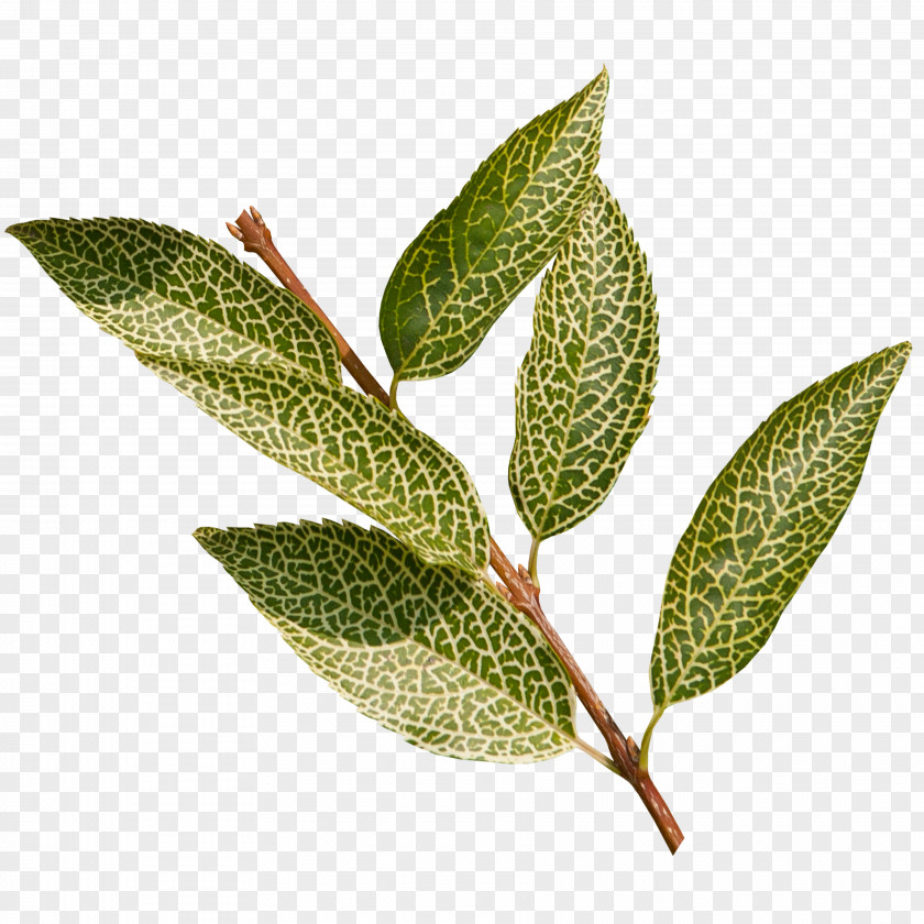 Leaf Plant Stem PNG