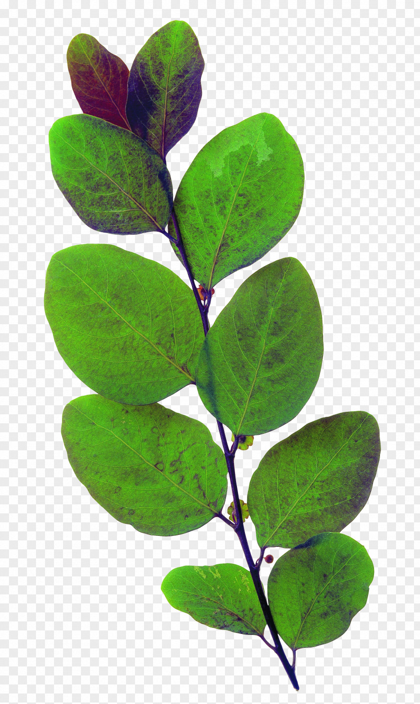 Leaves Leaf Green Plant PNG