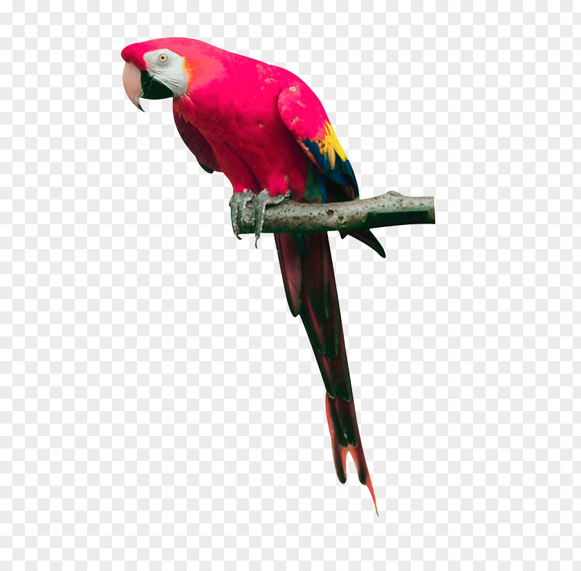 Parrot Bird Download PNG