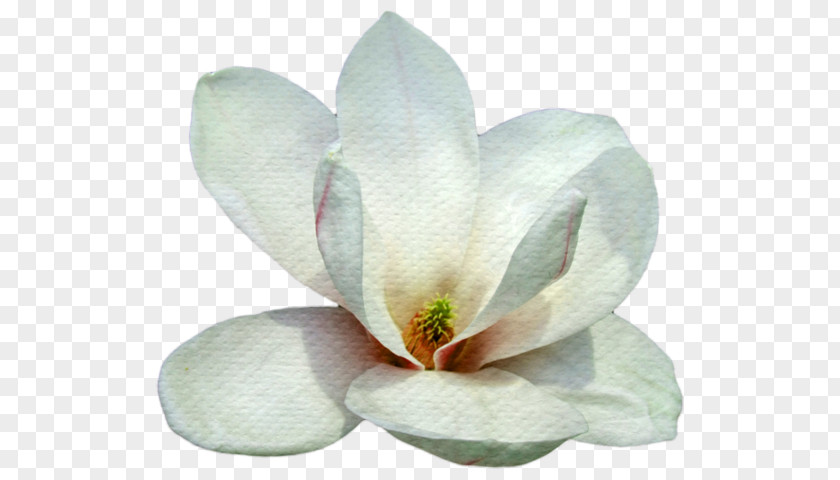 Petal Blogger Magnolia PNG