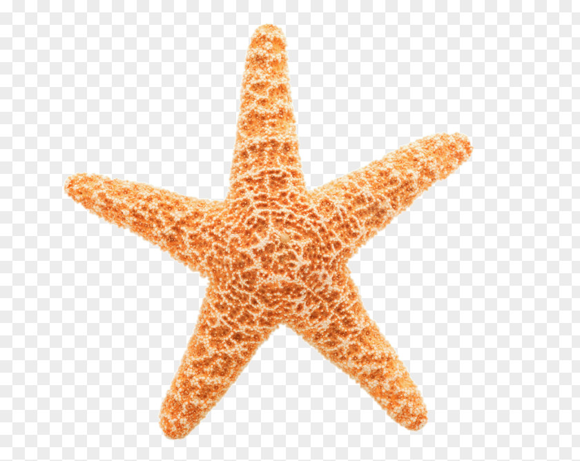 Starfish Echinoderm Invertebrate Clip Art PNG