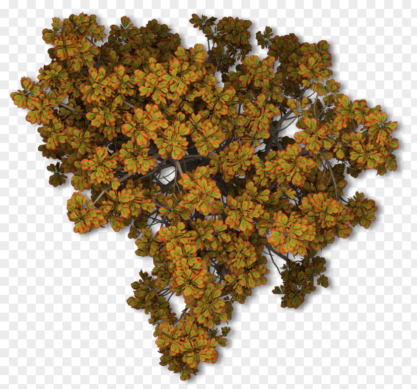 Autumn Tree Leaf Color Plant PNG