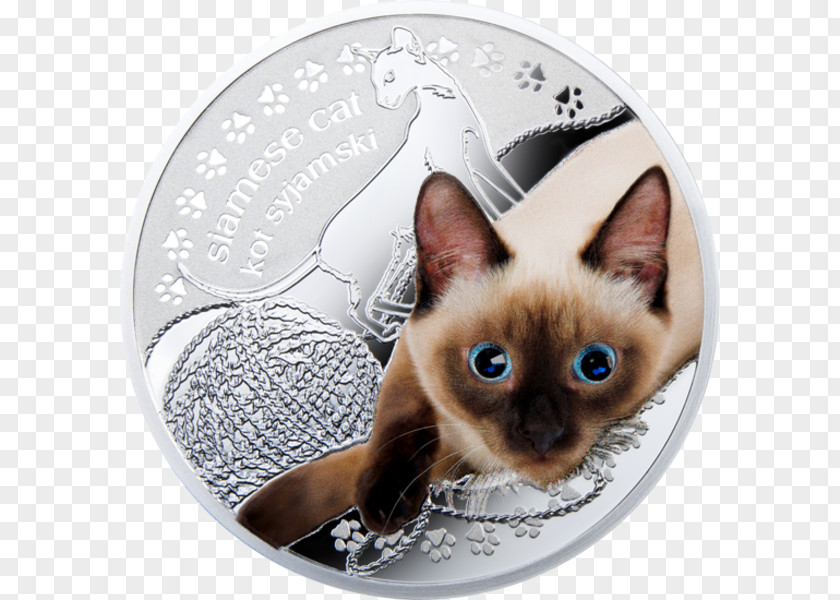 Kitten Siamese Cat Tonkinese Whiskers Maine Coon PNG