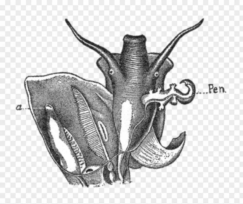 Pen Mark Invertebrate Drawing /m/02csf White Jaw PNG