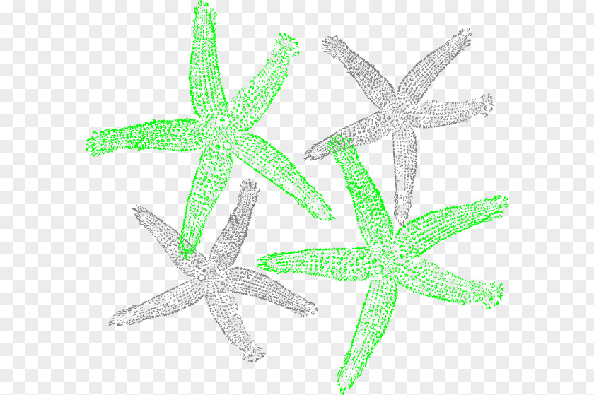 Starfish Vector Clip Art PNG
