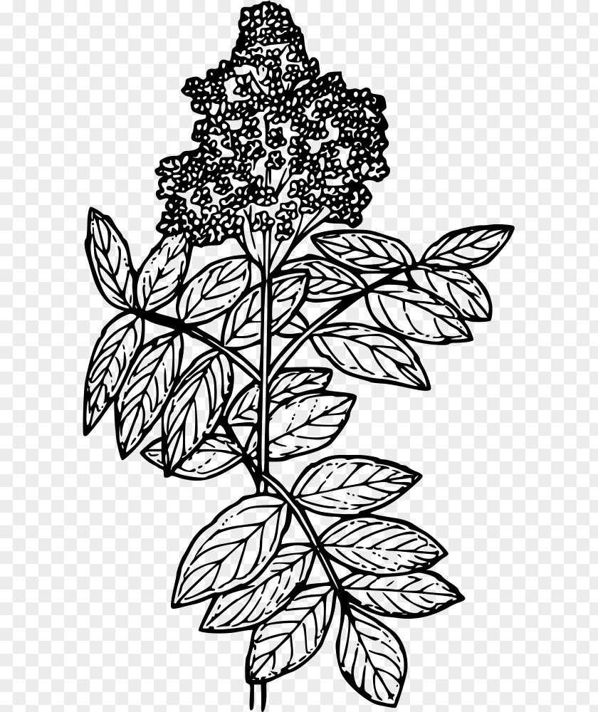 Firkin Line Art Elderberry Drawing Clip PNG