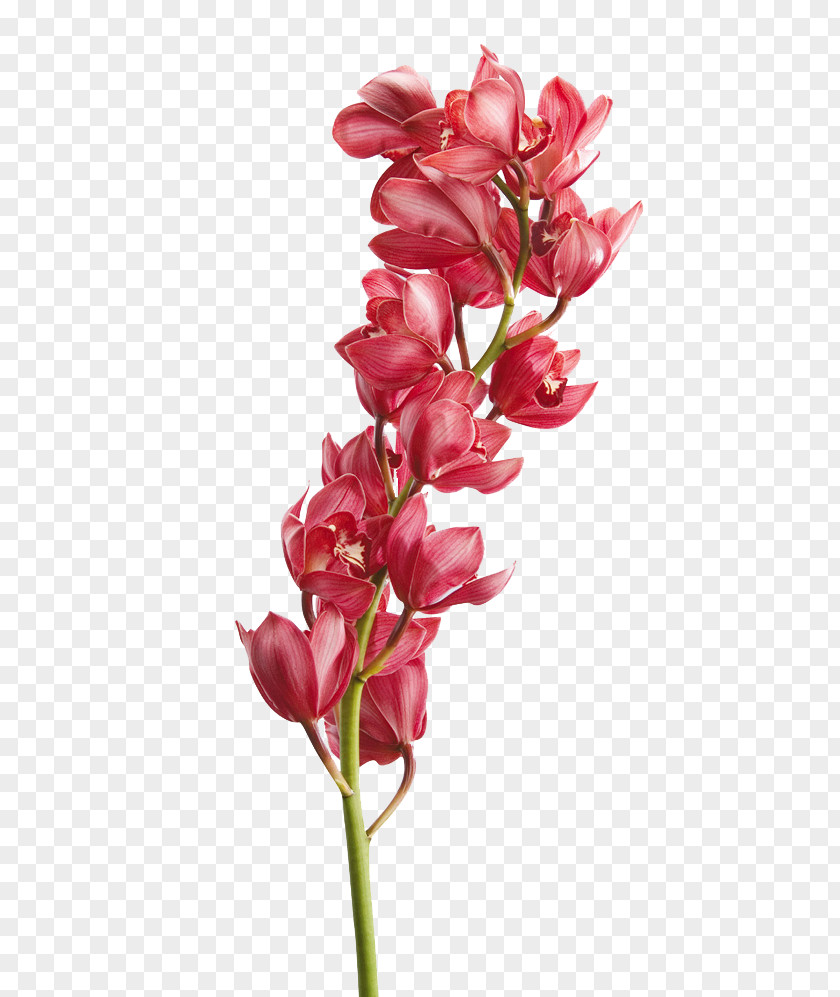 Flower Cut Flowers Orchids Floristry Petal PNG