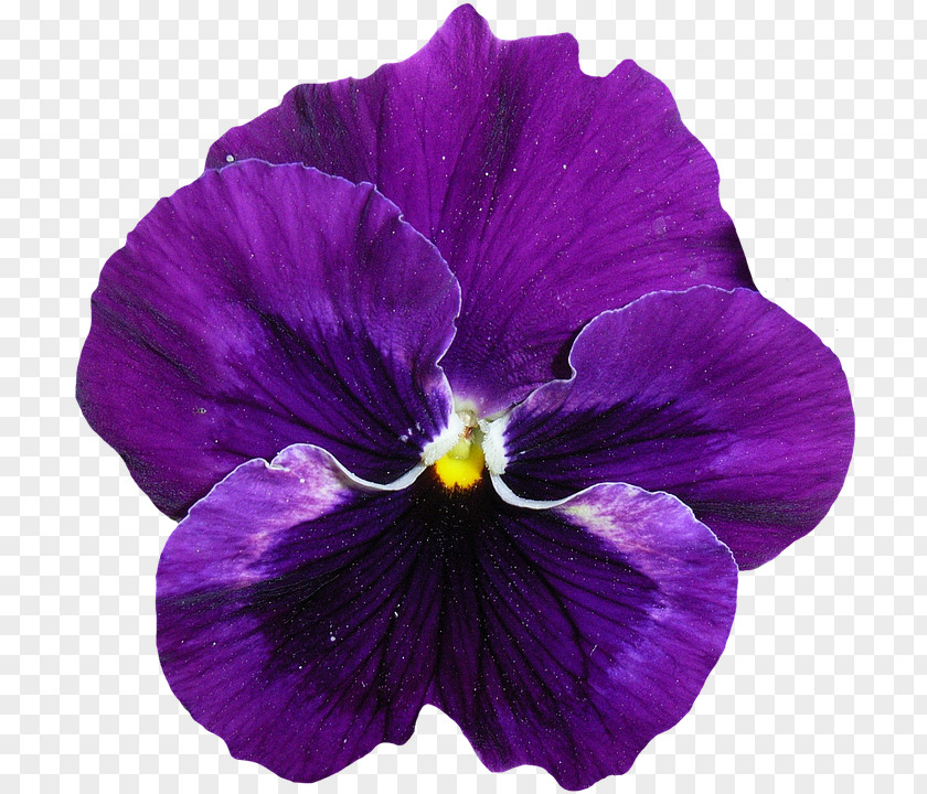 Green Flower Pansy Purple Violet Clip Art PNG