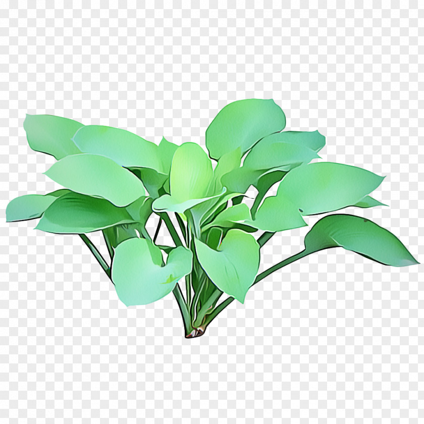 Houseplant Flowering Plant Leaf Flower Green PNG