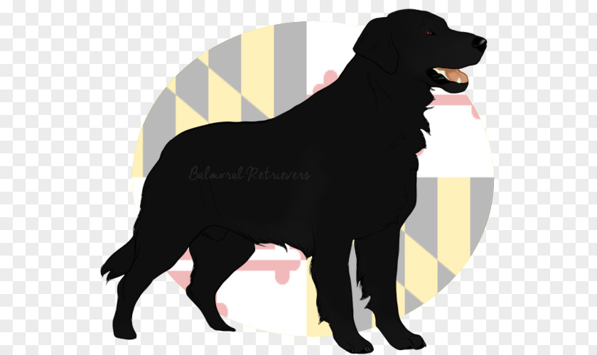 Labrador Retriever Flat-Coated Dog Breed Borador PNG