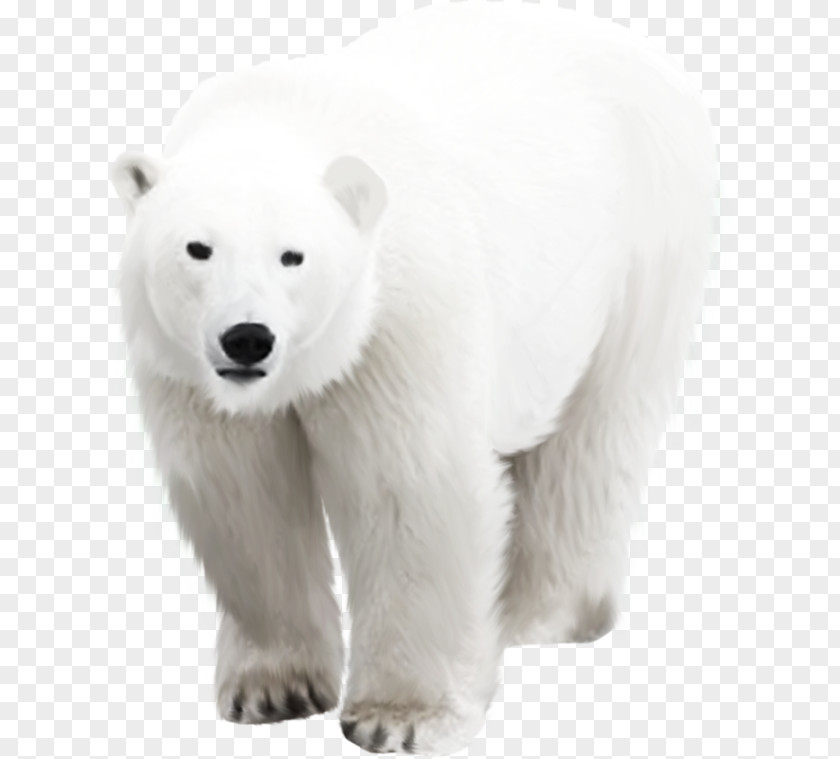 Polar Bear Arctic PNG
