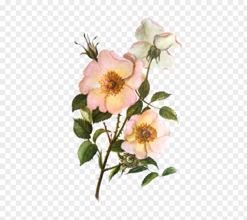 Rascal Dog-rose Cabbage Rose Garden Roses Glaucous Dog Sweet-Brier PNG