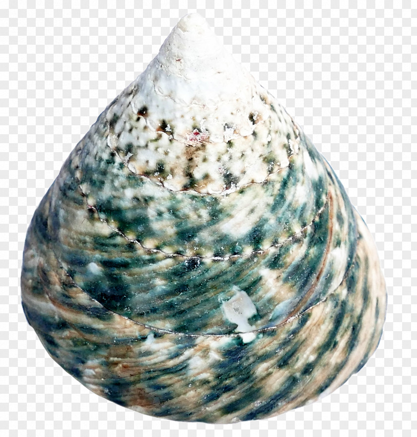 Sea Shell Cockle Seashell PNG