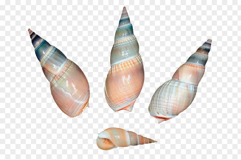 Sea Snail Shells Seashell Clip Art PNG