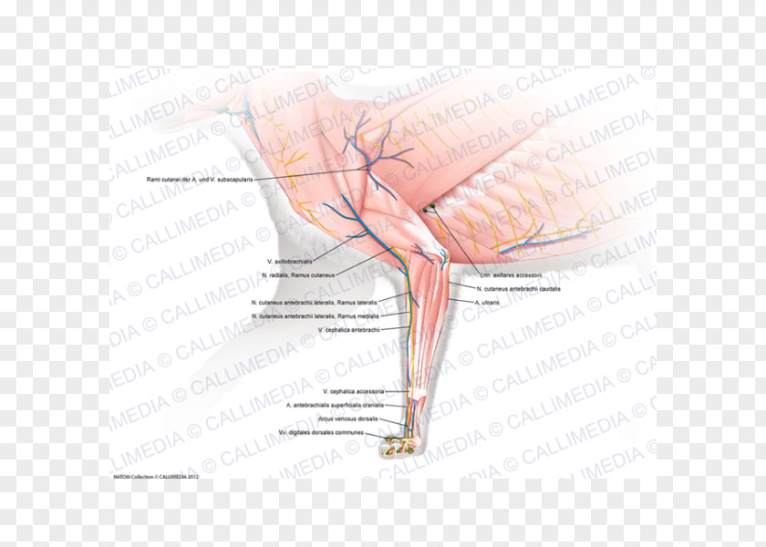 Superficial Temporal Nerve Thumb Muscle Nervous System Human Anatomy PNG