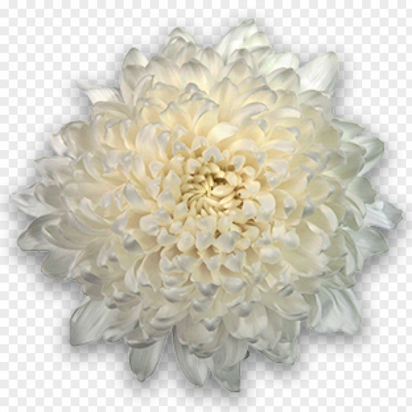 Chrysanthemum Cut Flowers Transvaal Daisy Plant PNG