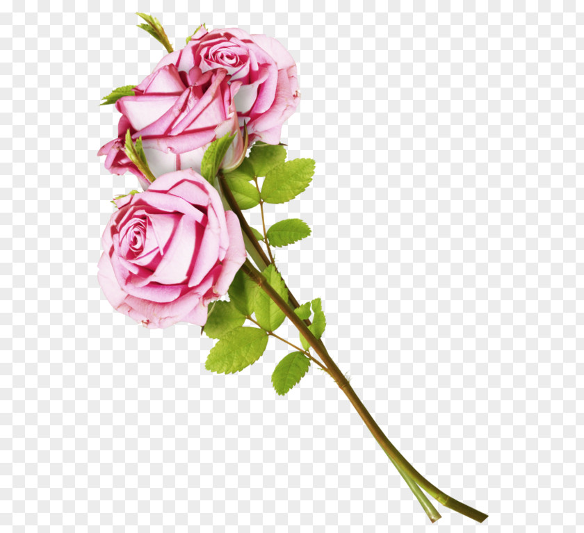 Flower Garden Roses Cabbage Rose Mumin PNG