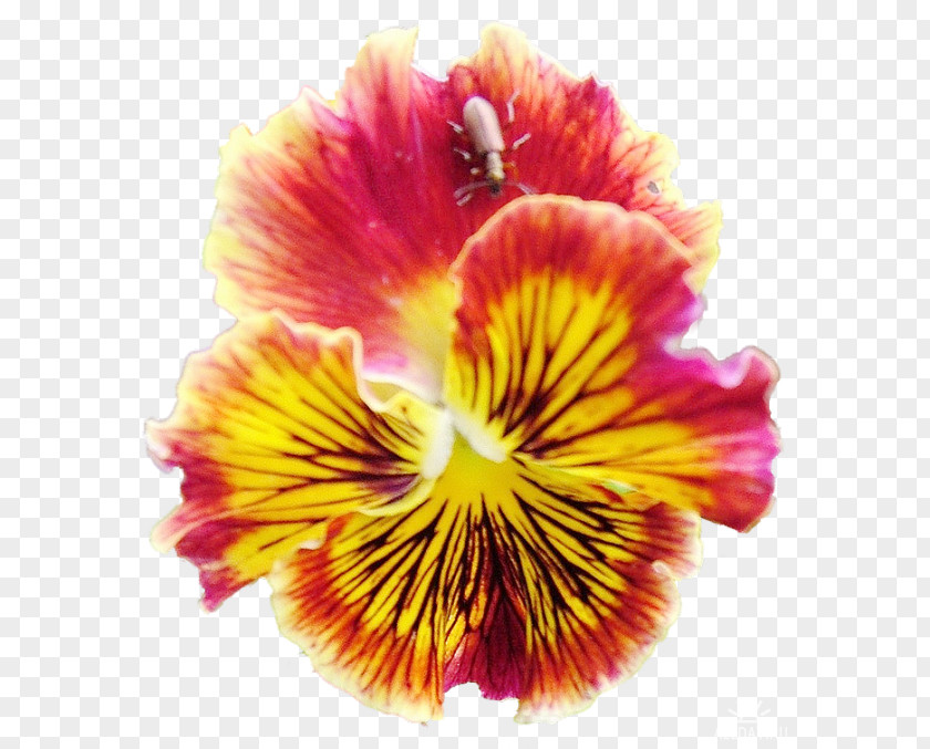 Pansy Bleu Et Violet Annual Plant Magenta Lily Of The Incas Family M Invest D.o.o. PNG