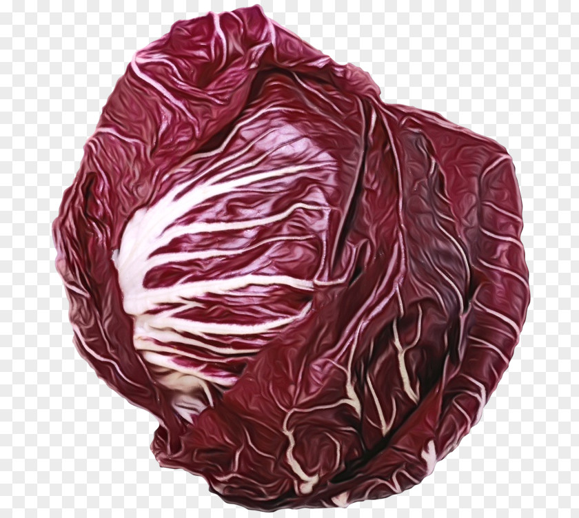 Plant Red Leaf Lettuce Cabbage Radicchio Vegetable PNG