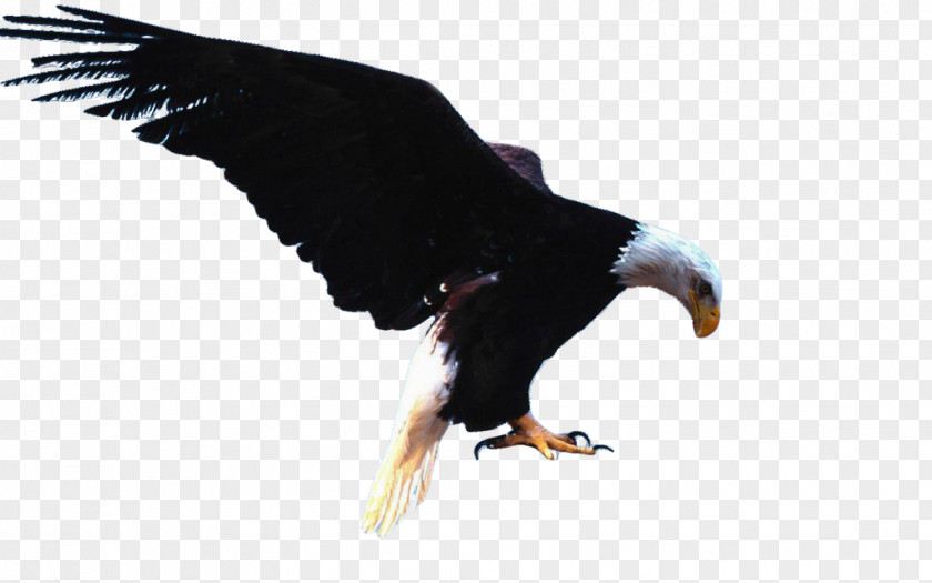 Bird Bald Eagle White-tailed Golden PNG