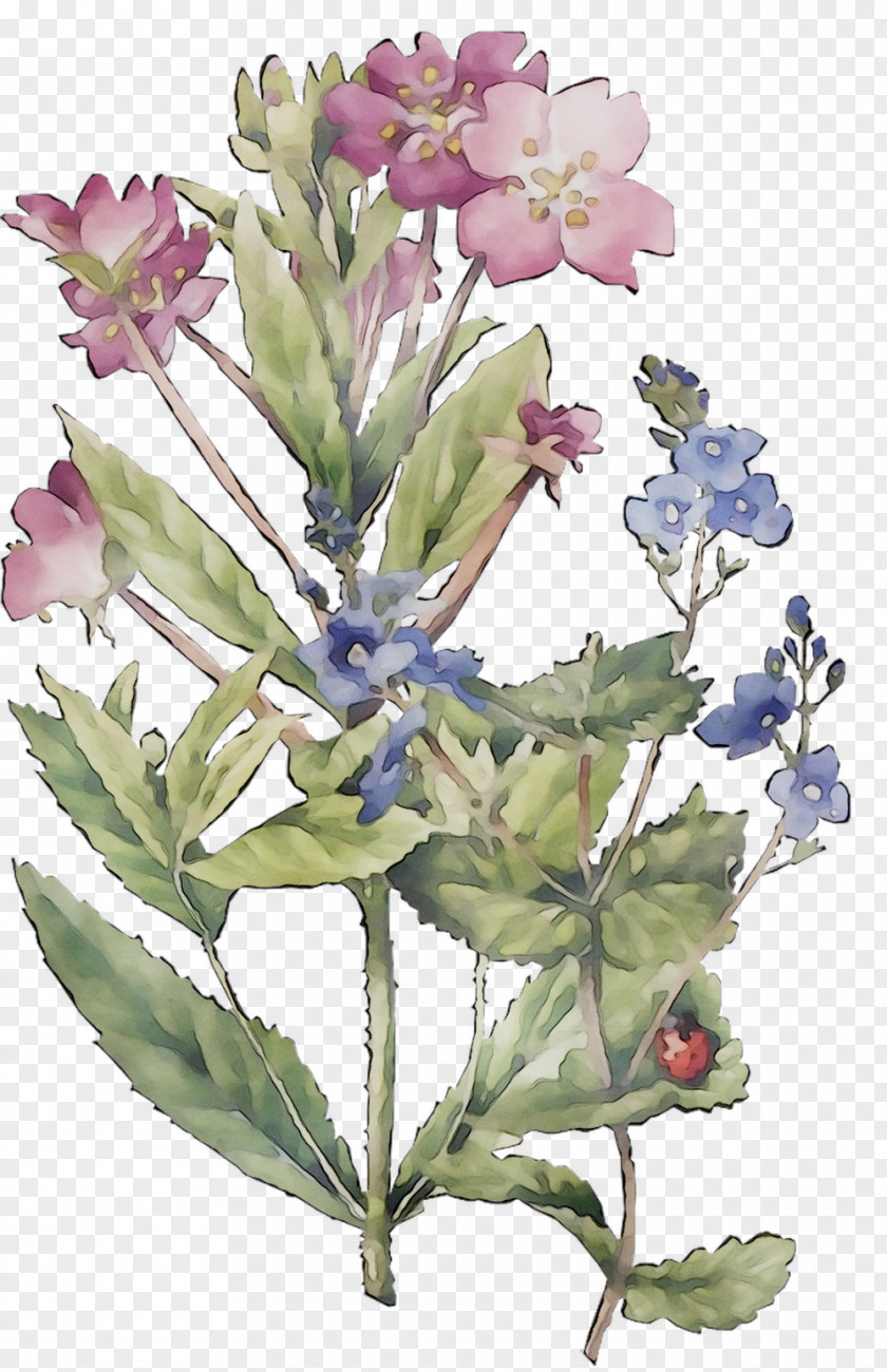 Common Sage Lavender Herbaceous Plant Stem Subshrub PNG
