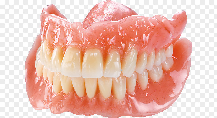 Dental Technician Tooth Dentures Dentistry あさがお歯科高座渋谷 PNG