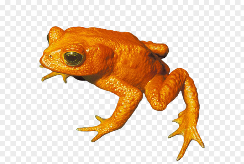 Golden Umbrella True Frog Toad Amphibian PNG