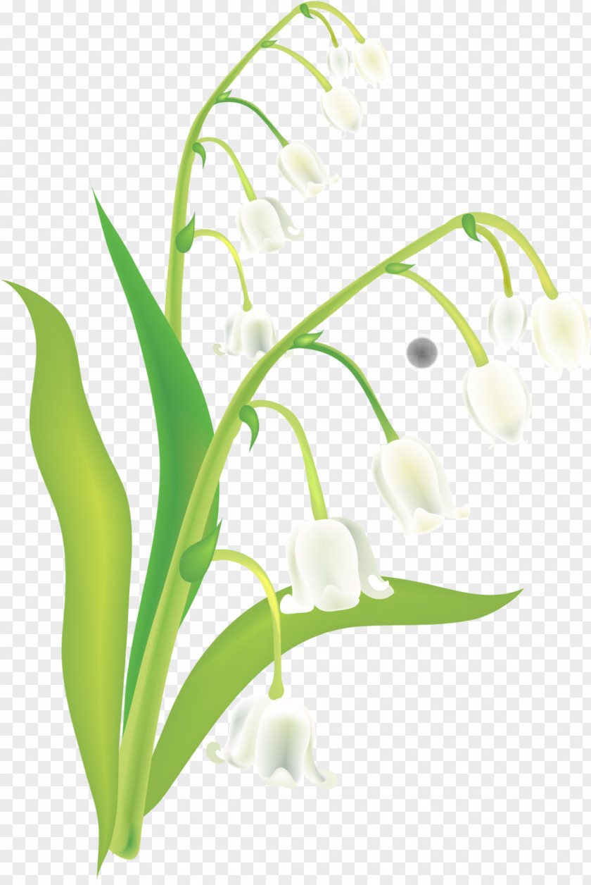 Hand-painted Lily Of The Valley Euclidean Vector PNG